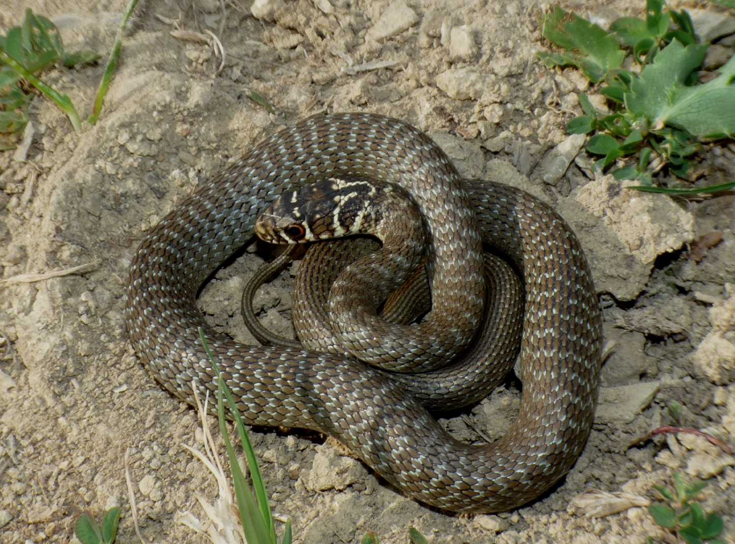 Giovane Hierophis di Tolfa